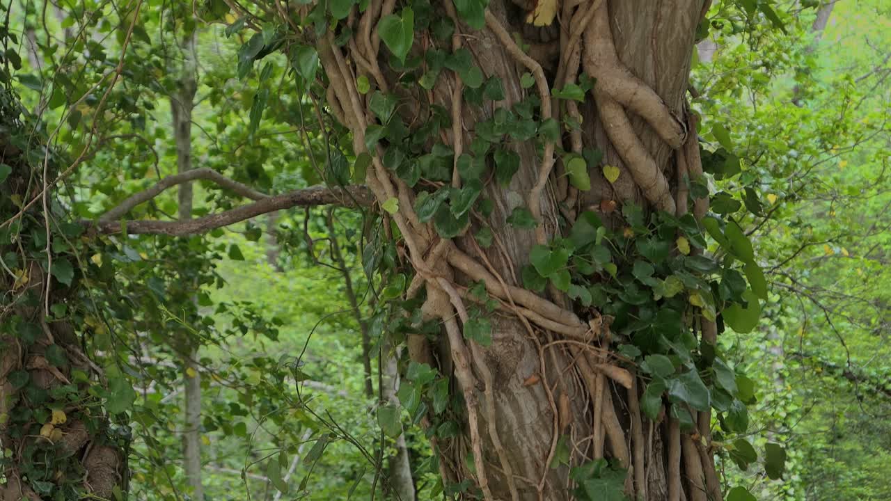 lianas envueltas alrededor de árboles, hiedra alrededor de árboles en un bosque exuberante