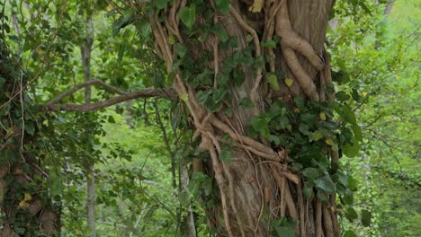 Lianas-wrapped-around-tree,-ivy-around-trees-in-lush-forest