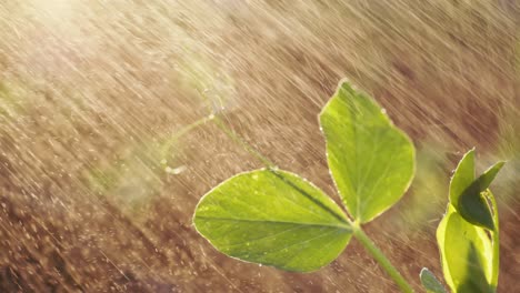 pea plant in the rain