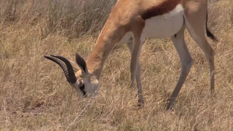 large-herd-of-springbok-grazing-in-dry-savannah,-camera-zooms-in-focussing-on-one-individual,-another-antelope-walks-into-frame