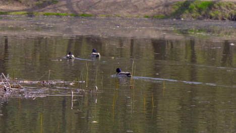 duck swimming in a lake