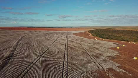 aerial drone shot flying over rows of cotton in a crop field