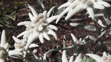 primer plano de una flor nacional de austria llamada edelweiss