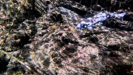 Slow-motion-video-of-Biwa-Trout-near-Lake-Biwa,-Japan