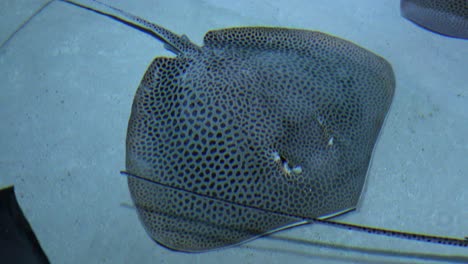 manta ray stingray fish in blue water