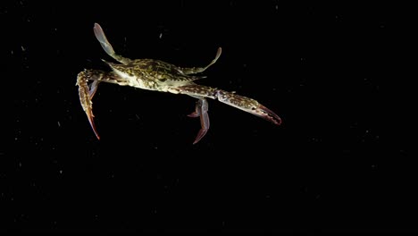 large swimming crab in open ocean, blackwater