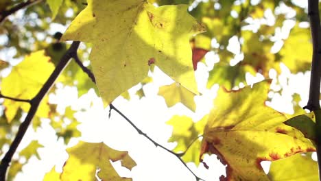 Yellow-leaves-moving-in-the-wind
