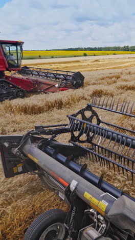 harvester machine working in field. combine harvester agriculture machine harvesting golden ripe wheat field. vertical video