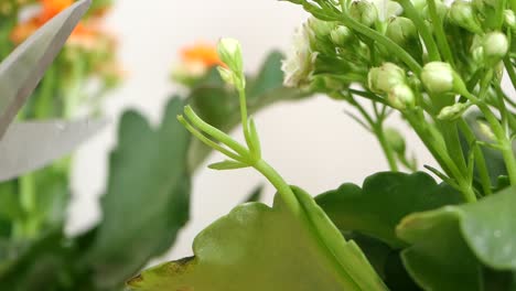 pruning a houseplant with scissors