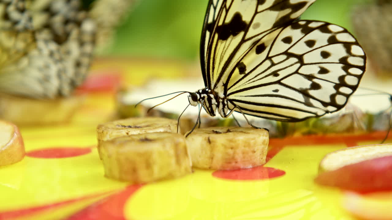 hermosa mariposa amarilla arrastrándose y alimentándose de rodajas de plátano