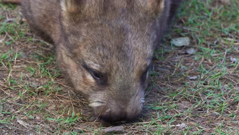 close up shot of a southern hairy-nosed wombat, a short-legged, muscular quadrupedal marsupial foraging on the ground, eating its cubic poop, native australian wildlife species