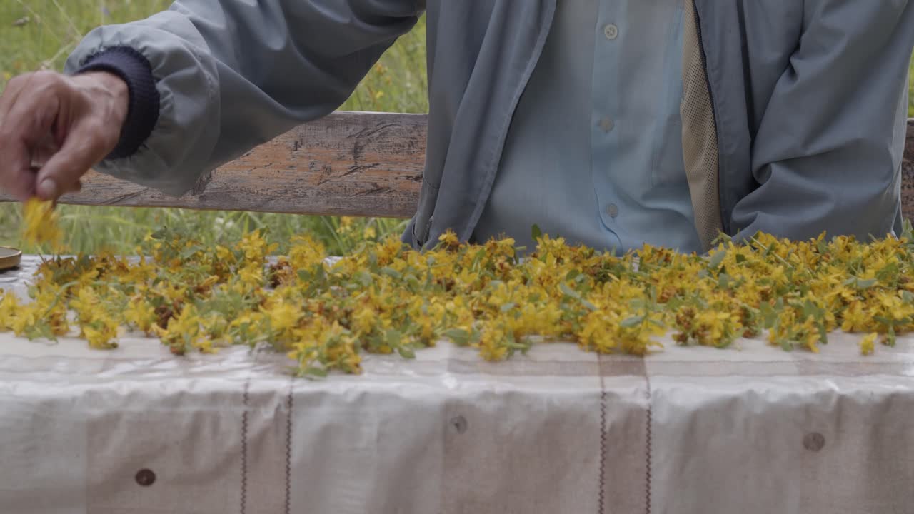 Old man hands picking  and harvesting St John's wort in beautiful garden, close up, tilt