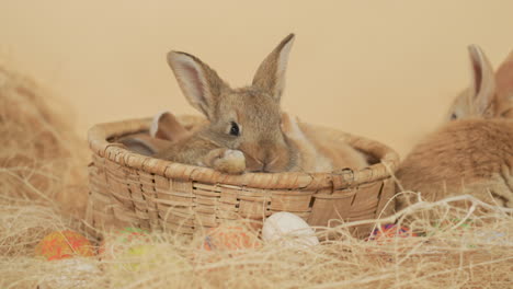 Ingwerhase-Springt-Aus-Weidenkorb-Und-Lässt-Hasenfreund-Zurück---Augenhöhe,-Mittlere-Nahaufnahme