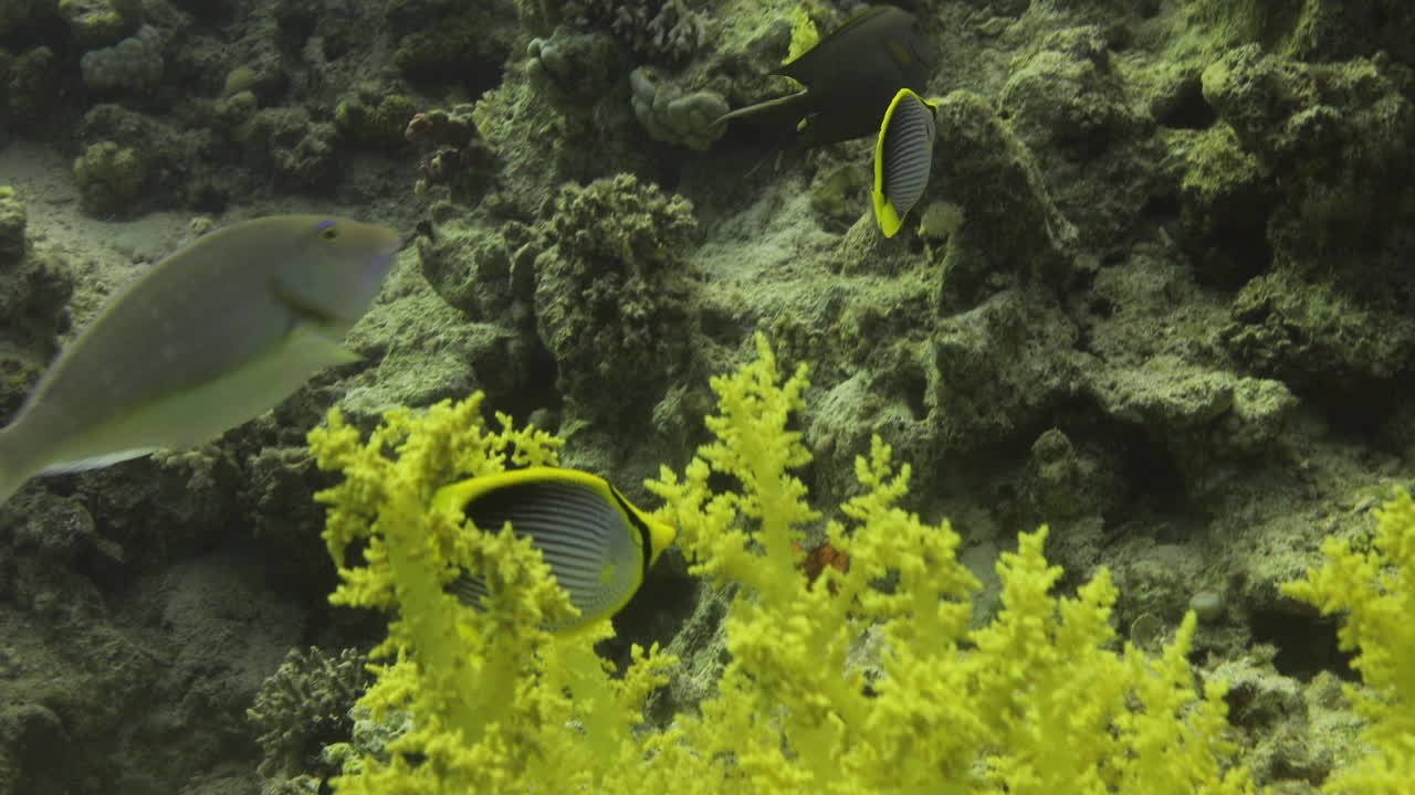 черноперая рыба-бабочка научное название chaetodon melannotus