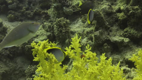 Blackback-butterflyfish-scientific-name-Chaetodon-melannotus