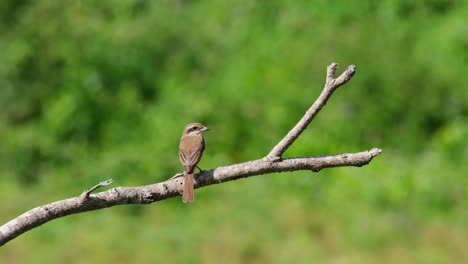 seen from its back perched on a dead branch while facing to the right during a windy afternoon