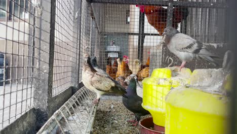 pigeons inside cage at farm. low angle