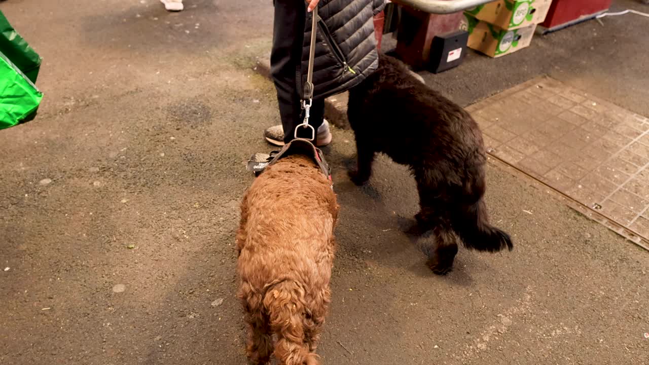 두 마리의 개가 줄에 고 있다