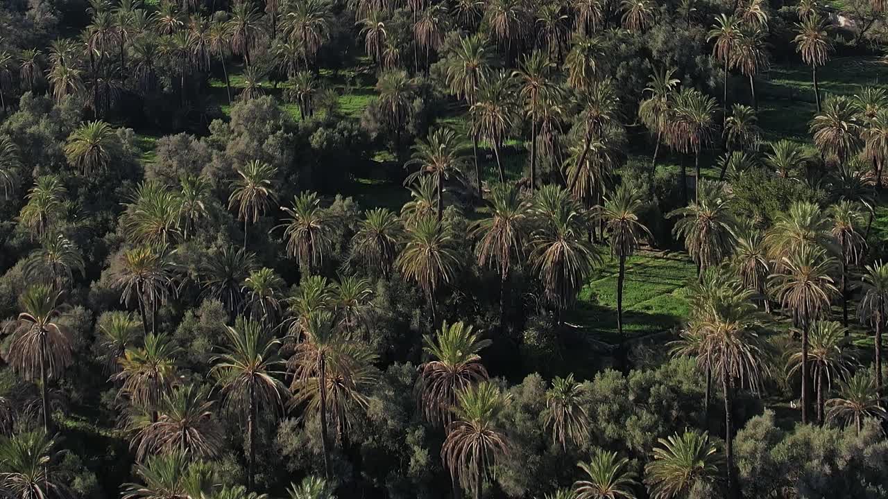 Palm trees grow in Morocco under bright sunlight near green fields
