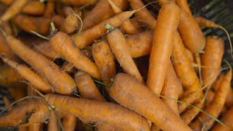 Fresh-carrots-on-organic-farm