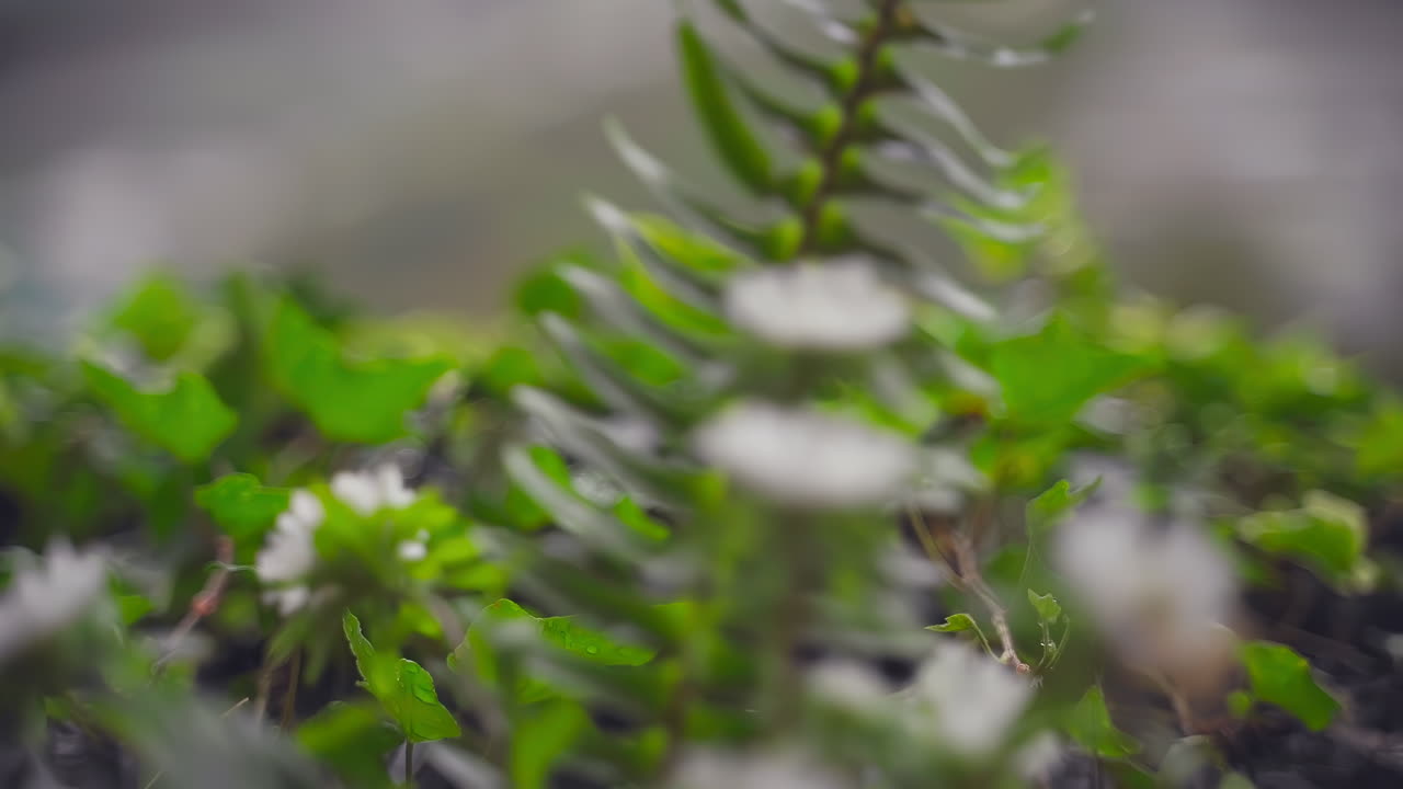 primer plano tarro de flores de margarita silvestre