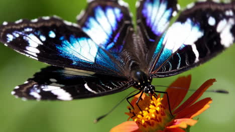 blue morpho butterfly on a flower