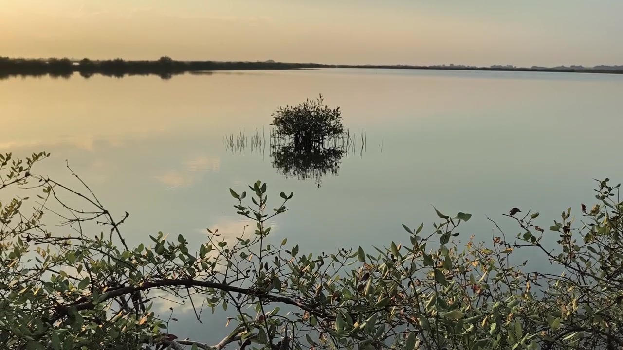 Lille busk der vokser i rolig sø ved solnedgang