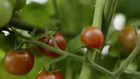 picking cherry tomatoes