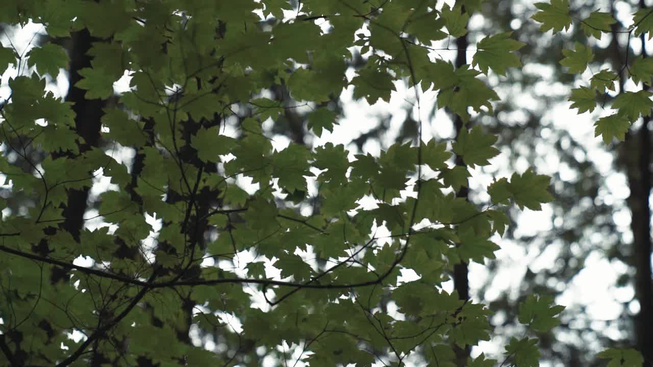 Maple tree branches with green leaves in Vancouver forest slomo