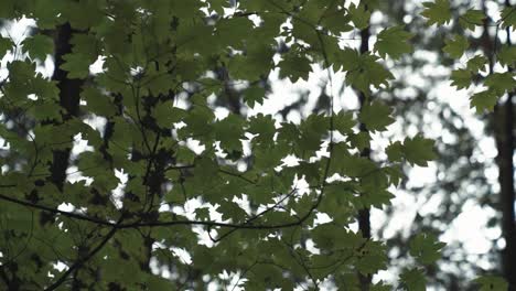 maple tree branches with green leaves in vancouver forest slomo