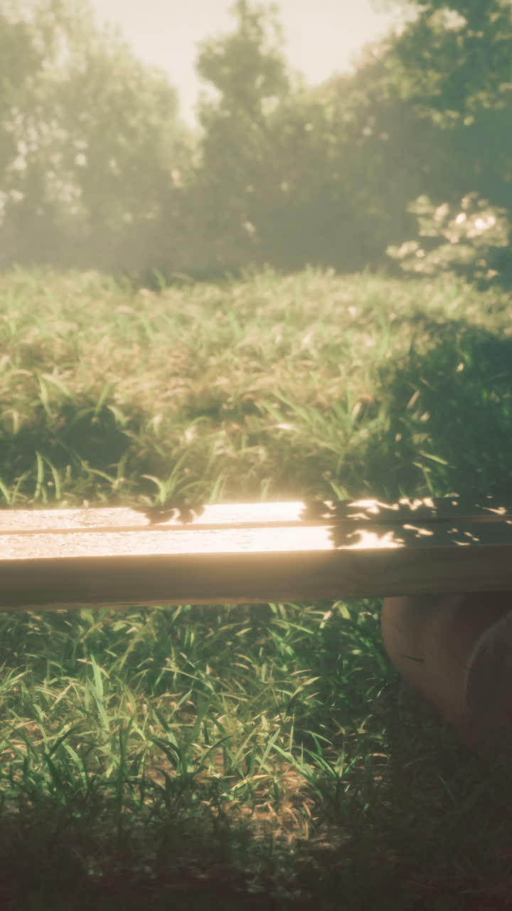 Serene wooden bench in lush green forest during golden hour light