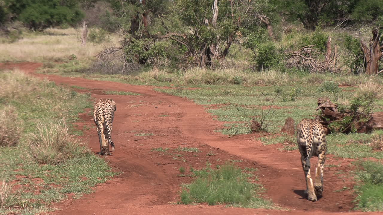 dos hermanos guepardo caminando por un camino de tierra a través de la reserva nacional