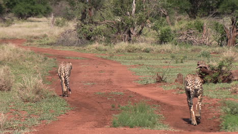 Two-cheetah-brothers-walking-along-a-dirt-road-through-the-national-reserve