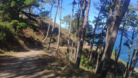 Descendiendo-Por-El-Camino-Del-Bosque-Entre-Pinos-Con-El-Mar-De-Fondo-En-Un-Día-Soleado-De-Verano,-Disparando-Hacia-Adelante,-Islas-Cíes,-Galicia,-España