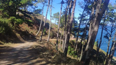 descendiendo por el camino del bosque entre pinos con el mar de fondo en un día soleado de verano, disparando hacia adelante, islas cíes, galicia, españa