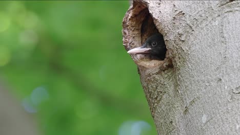 cinematic wildlife pedestal up shot reveals a cute little black woodpecker chick hiding inside tree hollow patiently waiting for its mother to return with food, close up shot in forest environment