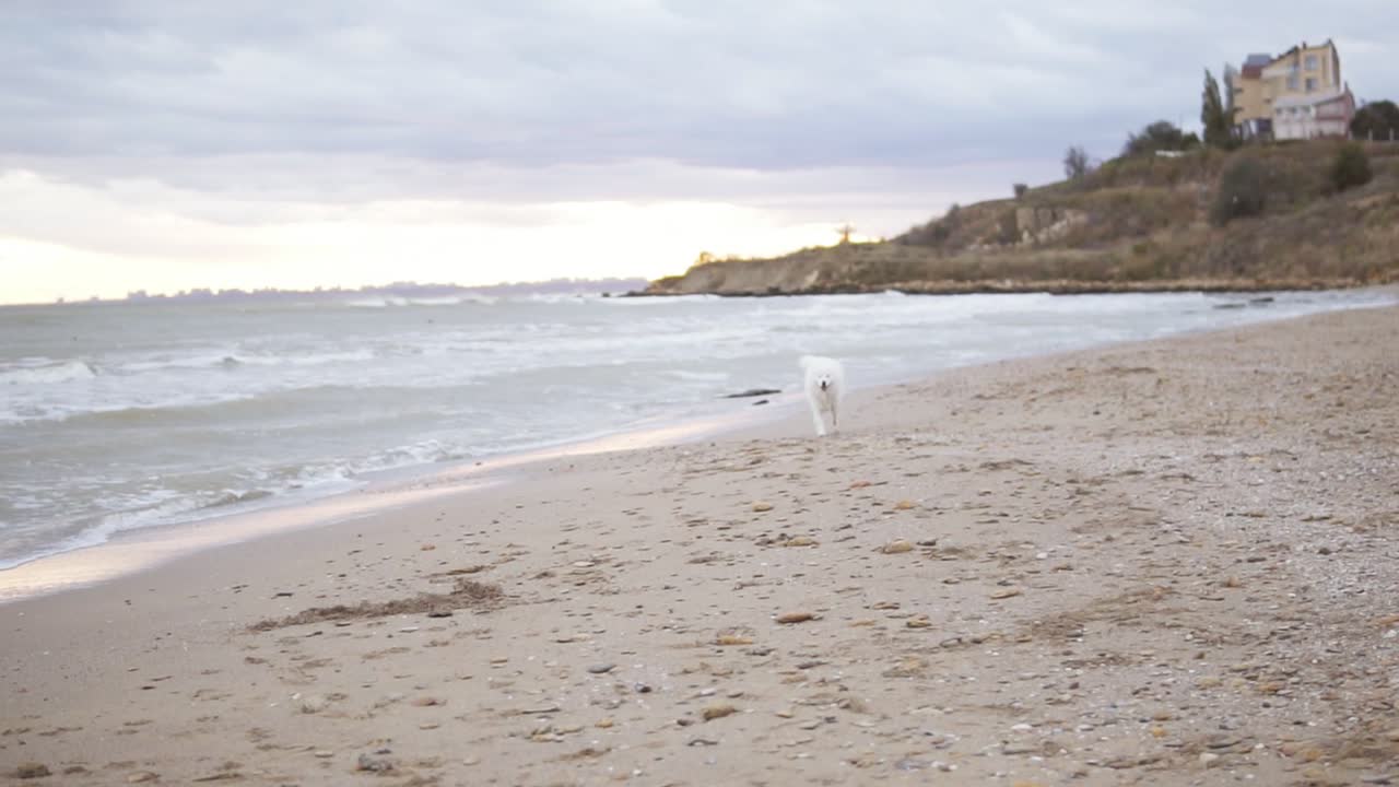카메라의 시점을 향해 모래 위에서 달리는 사랑스러운 사모에드 개. 느린 움직임 촬영