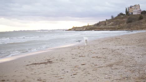 Adorable-samoyed-dog-running-on-sand-toward-camera-pointe-of-view.-Slow-Motion-shot
