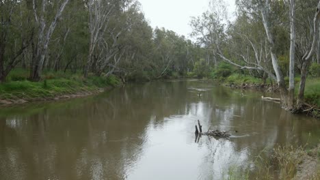 Looking-downstream-on-the-Ovens-River-near-Peechelba-before-it-enters-the-Murray-River-in-north-east-Victoria,-Australia-November-2021