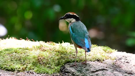 one of the most wanted pittas and listed as a vulnerable species