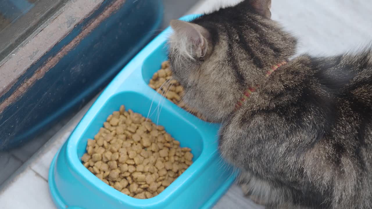 Cat eating from a food bowl