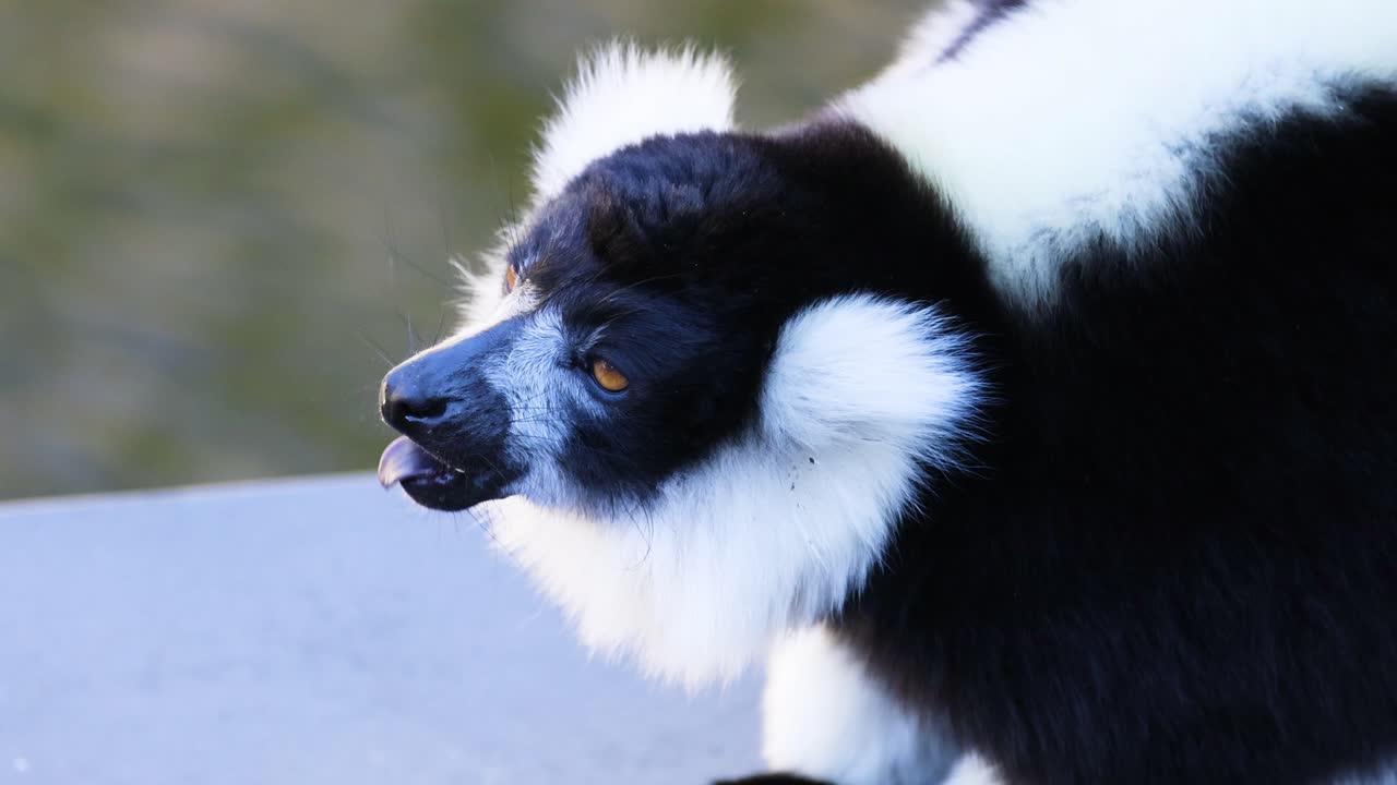 멜버른 동물원 에서 주변 환경 을 관찰 하는 레무르