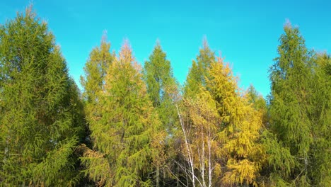 Vista-Aérea-De-Un-Camino-Rural-Con-Un-Coche-Negro-En-Un-Bosque-Otoñal-Amarillo-Y-Naranja