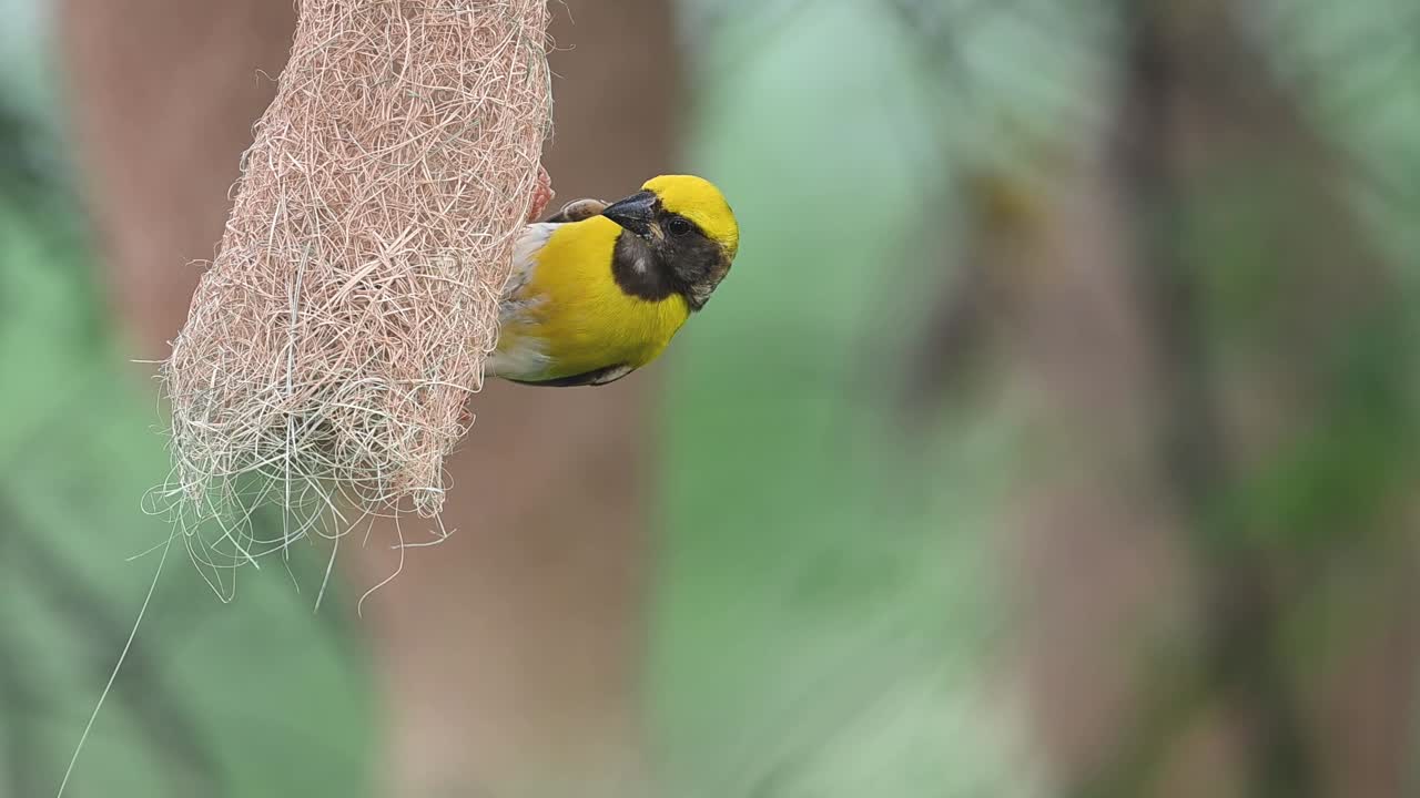 A clear, focused clip of the nest construction process. A male Baya Weaver demonstrates the remarkable skill used to weave and knot the specialized fibers