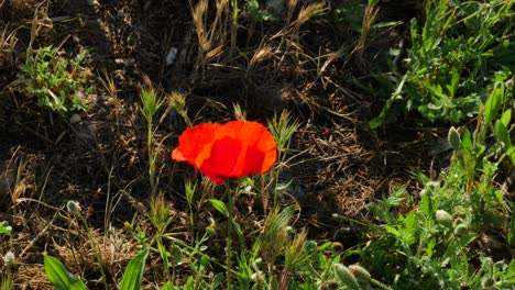 a poppy with a bee flying around