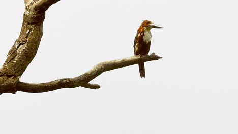 lindo y pequeño pájaro abejaruco sentado en lo alto de un árbol con fondo blanco