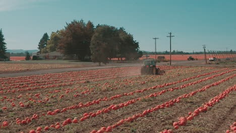 4k tractor in pumpkin patch - drone flight dolly right