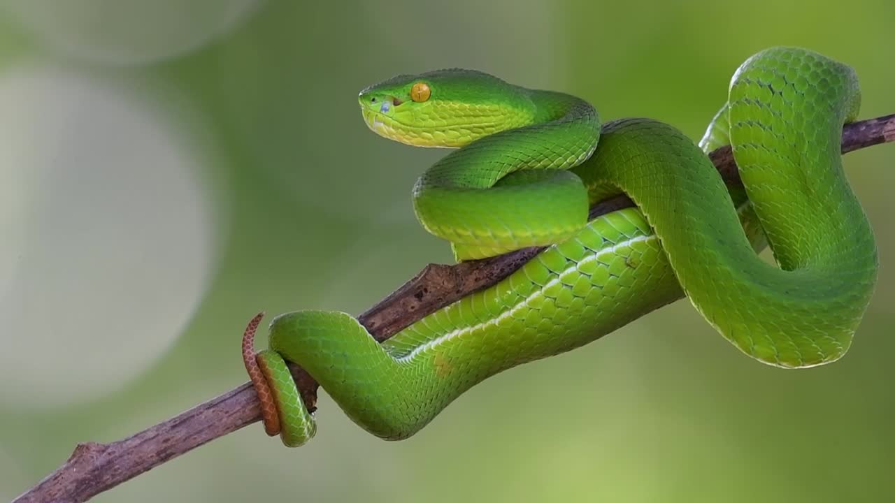 Camera zooms out as this super lovely snake looks to the left, White-lipped Pit Viper Trimeresurus albolabris, Thailand