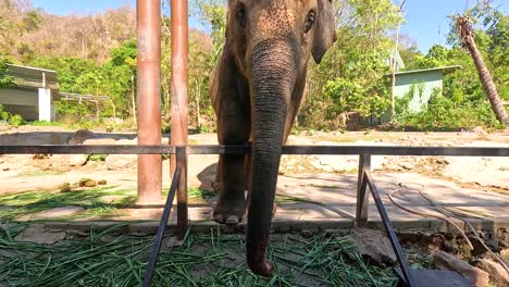 interacción de alimentación del elefante con un visitante