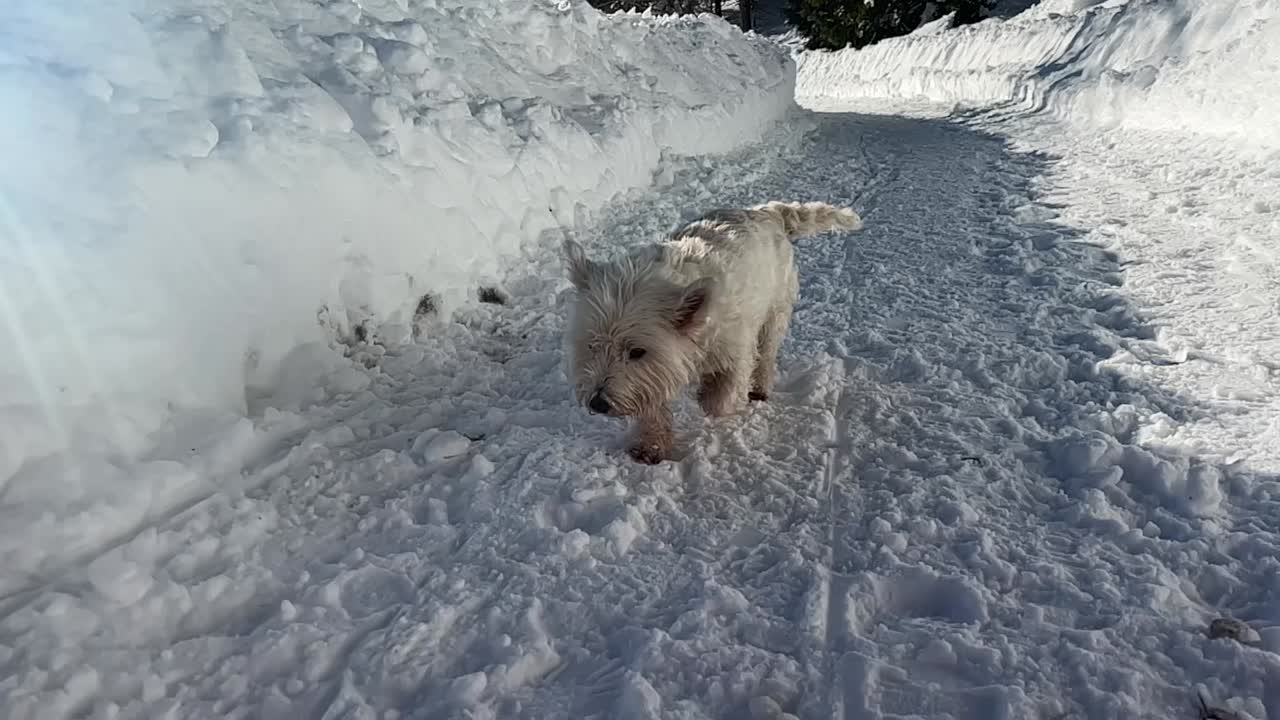 Dog walking in the snow path. Cute west highland white terrier running on the snow in slow motion. Dog in snow. Adorable dog enjoying her time on the snow
